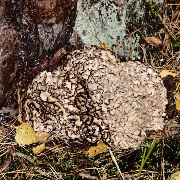 Breitblaettrige Glucke