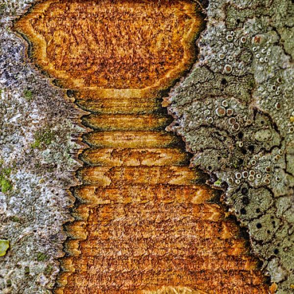 Der Pokal der Pokalsieger