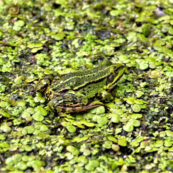 Ein Grüner im Grünen