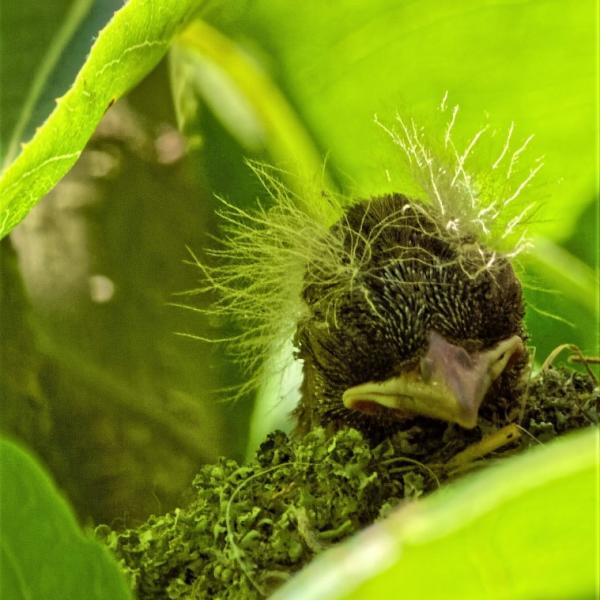 Wenn ich ein Grünfink wär'